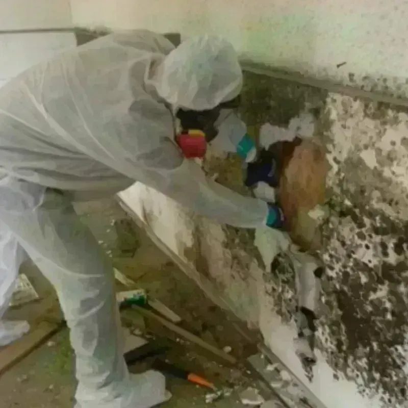 Mold Remediation and Removal in Mount Wolf, PA